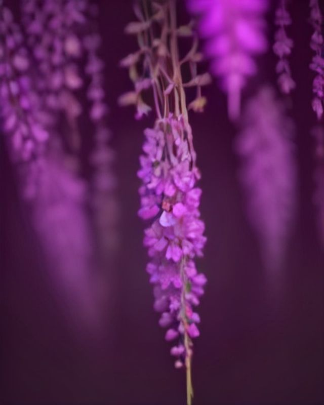 山藤の花